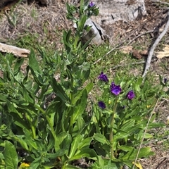 Echium plantagineum at Isaacs, ACT - 28 Sep 2025 by Mike