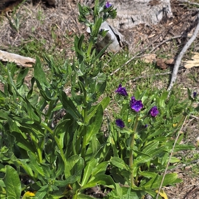 Echium plantagineum at Isaacs, ACT - 28 Sep 2025 by Mike