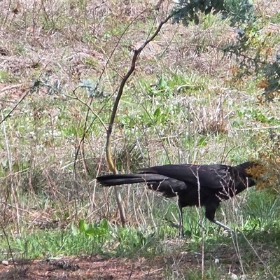Corcorax melanorhamphos (White-winged Chough) at Isaacs, ACT - 28 Sep 2025 by Mike