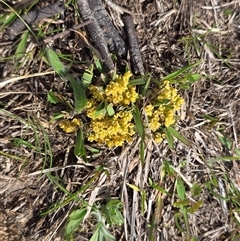 Lomandra bracteata (Small Matrush) at Isaacs, ACT - 28 Sep 2025 by Mike