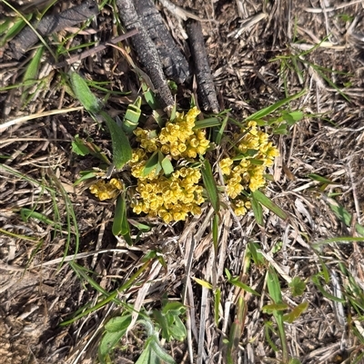 Lomandra bracteata (Small Matrush) at Isaacs, ACT - 28 Sep 2025 by Mike