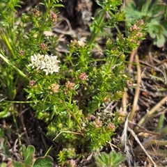 Asperula conferta at Isaacs, ACT - 28 Sep 2025 by Mike