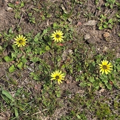 Arctotheca calendula (Capeweed, Cape Dandelion) at Hume, ACT - 28 Sep 2025 by Mike