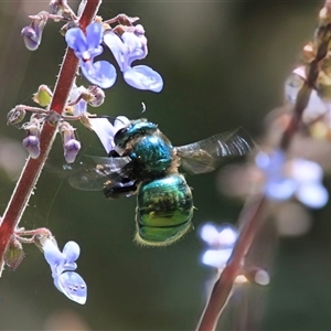 Xylocopa (Lestis) aerata (Golden-Green Carpenter Bee) at Mount Kembla, NSW - 28 Sep 2025 by BackyardHabitatProject