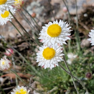 Leucochrysum albicans subsp. tricolor at Tallong, NSW - 28 Sep 2025 by trevorpreston