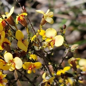 Unverified Pea at Tallong, NSW - 28 Sep 2025 by trevorpreston