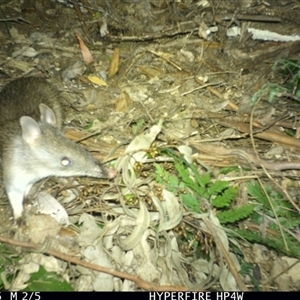 Perameles nasuta (Long-nosed Bandicoot) at Lorne, NSW - 28 Sep 2025 by Butlinz