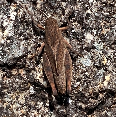 Percassa rugifrons (Mountain Grasshopper) at Cotter River, ACT - 28 Sep 2025 by AdamHenderson