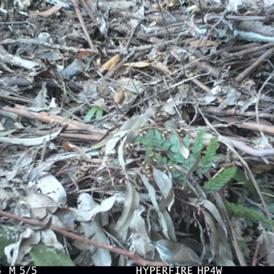 Sericornis frontalis (White-browed Scrubwren) at Lorne, NSW - 19 Sep 2025 by Butlinz