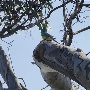 Psephotus haematonotus (Red-rumped Parrot) at Campbell, ACT - 28 Sep 2025 by DGalwey