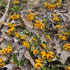Mirbelia platylobioides at Bombay, NSW - 28 Sep 2025 by MatthewFrawley