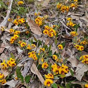 Mirbelia platylobioides at Bombay, NSW - 28 Sep 2025 by MatthewFrawley