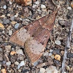 Uresiphita ornithopteralis (Tree Lucerne Moth) at Bombay, NSW - 28 Sep 2025 by MatthewFrawley