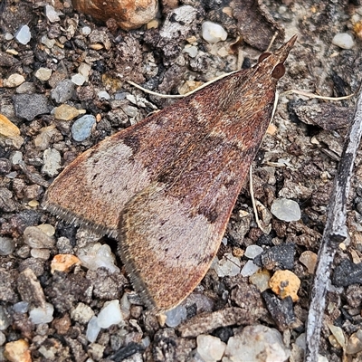 Uresiphita ornithopteralis (Tree Lucerne Moth) at Bombay, NSW - 28 Sep 2025 by MatthewFrawley