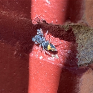 Apricia jovialis (Jovial jumping spider) at Captains Flat, NSW - 27 Sep 2025 by JasonBrown