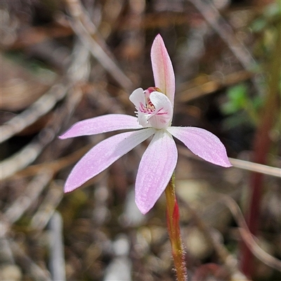 Caladenia fuscata (Dusky Fingers) at Bombay, NSW - 28 Sep 2025 by MatthewFrawley