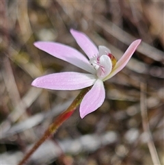 Caladenia fuscata at Bombay, NSW - suppressed