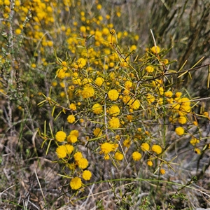 Acacia buxifolia subsp. buxifolia at Bombay, NSW - 28 Sep 2025 by MatthewFrawley