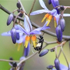 Lipotriches (Austronomia) phanerura at Mount Kembla, NSW - 28 Sep 2025 by BackyardHabitatProject