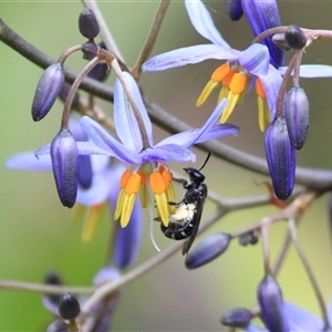 Lipotriches (Austronomia) phanerura at Mount Kembla, NSW - 28 Sep 2025 by BackyardHabitatProject