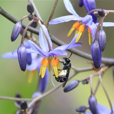 Lipotriches (Austronomia) phanerura at Mount Kembla, NSW - 28 Sep 2025 by BackyardHabitatProject
