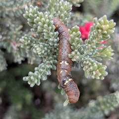 Oenochroma vinaria (Pink-bellied Moth, Hakea Wine Moth) at Duffy, ACT - 28 Sep 2025 by Miranda