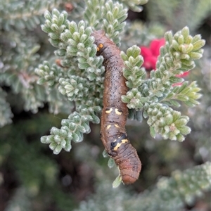 Oenochroma vinaria (Pink-bellied Moth, Hakea Wine Moth) at Duffy, ACT - 28 Sep 2025 by Miranda