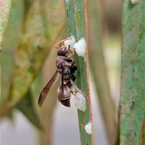 Ropalidia plebeiana (Small brown paper wasp) at Duffy, ACT - 28 Sep 2025 by Miranda
