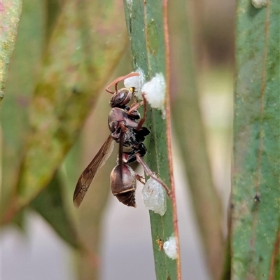 Ropalidia plebeiana (Small brown paper wasp) at Duffy, ACT - 28 Sep 2025 by Miranda