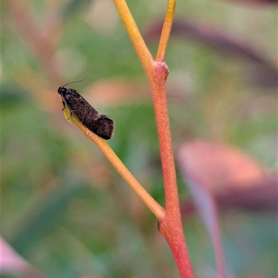 Leistomorpha brontoscopa (A concealer moth) at Duffy, ACT - 28 Sep 2025 by Miranda