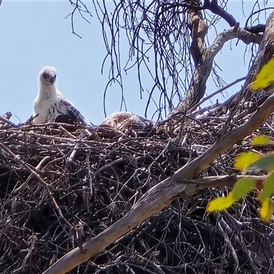 Aquila audax (Wedge-tailed Eagle) at Isaacs, ACT - 28 Sep 2025 by Mike