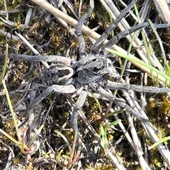 Tasmanicosa sp. (genus) (Tasmanicosa wolf spider) at Isaacs, ACT - 28 Sep 2025 by Mike