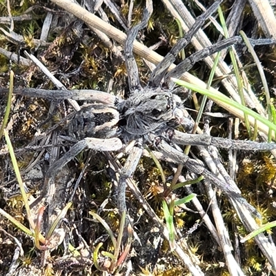 Tasmanicosa sp. (genus) (Tasmanicosa wolf spider) at Isaacs, ACT - 28 Sep 2025 by Mike