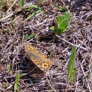 Junonia villida (Meadow Argus) at Isaacs, ACT - 28 Sep 2025 by Mike