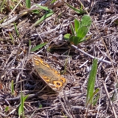 Junonia villida (Meadow Argus) at Isaacs, ACT - 28 Sep 2025 by Mike