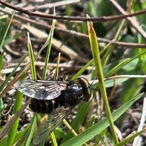 Tabanidae (family) (Unidentified march or horse fly) at Isaacs, ACT - 28 Sep 2025 by Mike