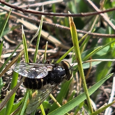 Tabanidae (family) (Unidentified march or horse fly) at Isaacs, ACT - 28 Sep 2025 by Mike