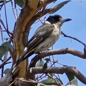 Cracticus torquatus (Grey Butcherbird) at Isaacs, ACT - 28 Sep 2025 by Mike