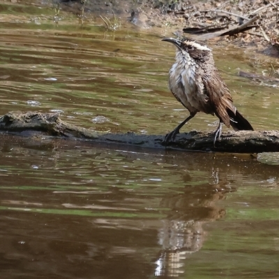 Pomatostomus superciliosus (White-browed Babbler) at  - suppressed by KylieWaldon