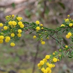 Acacia paradoxa at Chiltern, VIC - 28 Sep 2025 by KylieWaldon