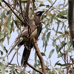 Anthochaera carunculata (Red Wattlebird) at Chiltern, VIC - 28 Sep 2025 by KylieWaldon