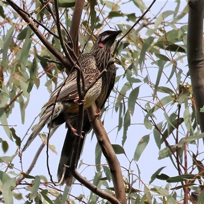 Anthochaera carunculata (Red Wattlebird) at Chiltern, VIC - 28 Sep 2025 by KylieWaldon