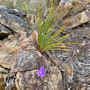 Patersonia sericea var. sericea (Silky Purple-flag) at Bombay, NSW - 28 Sep 2025 by MatthewFrawley