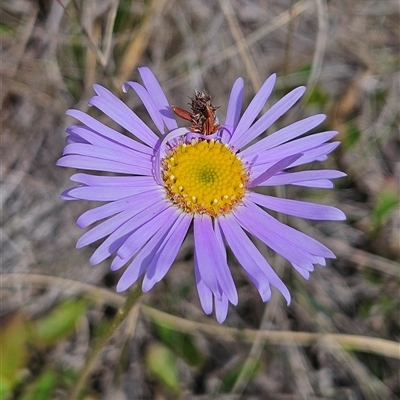 Brachyscome spathulata at Bombay, NSW - 28 Sep 2025 by MatthewFrawley