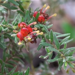 Grevillea alpina by KylieWaldon