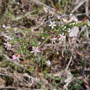 Rhytidosporum procumbens at Bombay, NSW - 28 Sep 2025 by MatthewFrawley