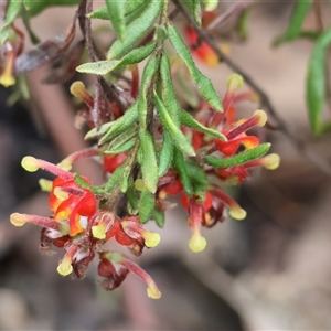 Grevillea alpina at Chiltern, VIC - 28 Sep 2025 by KylieWaldon