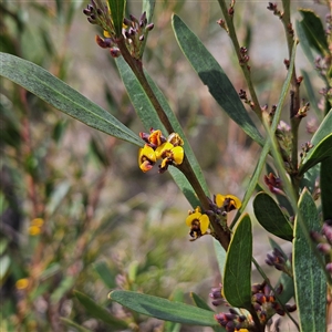 Daviesia mimosoides at Bombay, NSW - 28 Sep 2025 by MatthewFrawley