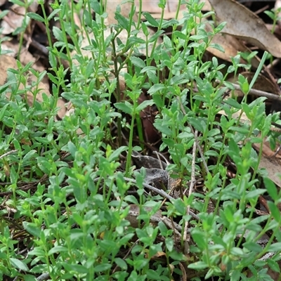Gonocarpus elatus at  - suppressed by KylieWaldon