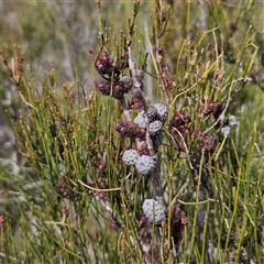 Allocasuarina nana at Bombay, NSW - 28 Sep 2025 by MatthewFrawley